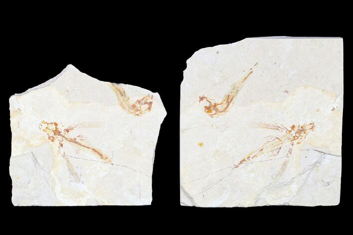 Cretaceous Fossil Flying Fish (Exocoetoides) Pos/Neg - Lebanon #173357